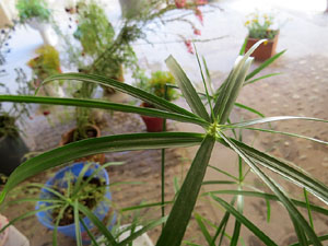 Temps de Flors 2016. Casa Boadas - Formiga al carrer dels Alemanys