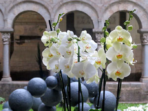 Temps de Flors 2016. Decoraci&oacute; floral del claustre de la Catedral