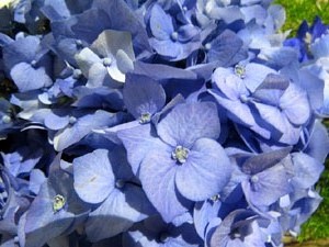 Temps de Flors 2016. Decoraci&oacute; floral del claustre de la Catedral