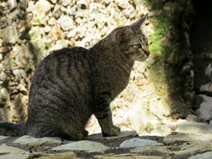 Temps de Flors 2016. Muntatges i instal&middot;lacions als Jardins del doctor Figueras