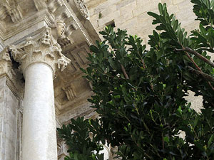 Temps de Flors 2016. Escales est i nord de l'església de Sant Feliu