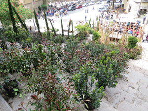 Temps de Flors 2016. Escales est i nord de l'església de Sant Feliu