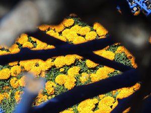 Temps de Flors 2016. Laberint al Jard&iacute; de la Inf&agrave;ncia