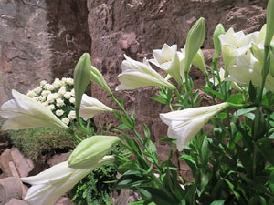 Temps de Flors 2016. Muntatges i instal&middot;lacions a Les Sarra&iuml;nes