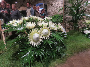 Temps de Flors 2016. Muntatges i instal&middot;lacions a Les Sarra&iuml;nes