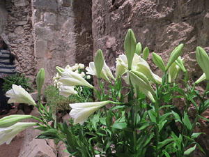 Temps de Flors 2016. Muntatges i instal&middot;lacions a Les Sarra&iuml;nes