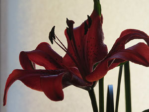 Temps de Flors 2016. Muntatges i instal&middot;lacions a Les Sarra&iuml;nes