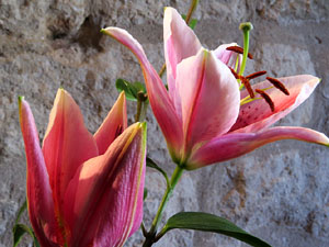 Temps de Flors 2016. Muntatges i instal&middot;lacions a Les Sarra&iuml;nes