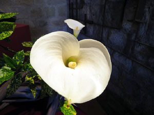 Temps de Flors 2016. Muntatges i instal&middot;lacions a Les Sarra&iuml;nes