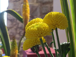 Temps de Flors 2016. Muntatges i instal&middot;lacions a Les Sarra&iuml;nes