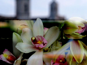 Temps de Flors 2016. Nit de Flors i Sabors al Mercat del Lleó