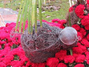 Temps de Flors 2016. Pati de la Casa Pastors