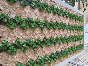 Temps de Flors 2016. El Pati de les Magn&ograve;lies