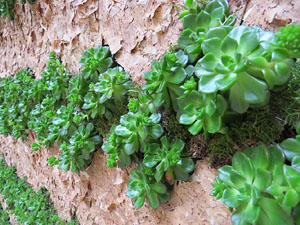 Temps de Flors 2016. El Pati de les Magn&ograve;lies