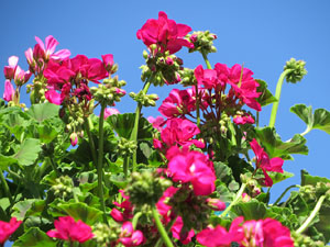 Temps de Flors 2016. Muntatges i instal&middot;lacions a la Capella de Sant Crist&ograve;fol