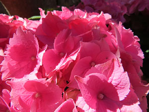 Temps de Flors 2016. Muntatges i instal&middot;lacions a la Capella de Sant Crist&ograve;fol