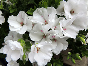 Temps de Flors 2016. Sardanes a la pla&ccedil;a del Vi amb la cobla Flama de Farners