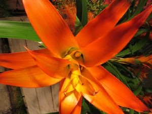 Temps de Flors 2016. Muntatges i instal&middot;lacions a l'esgl&eacute;sia de Sant Mart&iacute; - Seminari