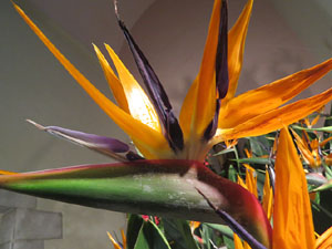 Temps de Flors 2016. Muntatges i instal&middot;lacions a l'esgl&eacute;sia de Sant Mart&iacute; - Seminari