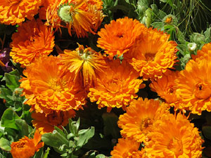 Temps de Flors 2016. Sant Dom&egrave;nec i Universitat de Girona