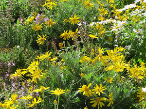 Temps de Flors 2016. Sant Dom&egrave;nec i Universitat de Girona