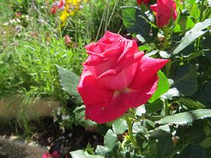 Temps de Flors 2016. Sant Dom&egrave;nec i Universitat de Girona