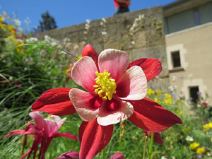 Temps de Flors 2016. Sant Dom&egrave;nec i Universitat de Girona