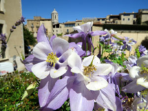 Temps de Flors 2016. Sant Dom&egrave;nec i Universitat de Girona