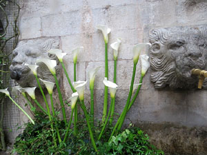 Temps de Flors 2016. Diversos espais al voltant de la Catedral: pati del Museu d'Art, la Font de la Pera, els Jardins de la Francesa, el carrer de Ferran el cat&ograve;lic