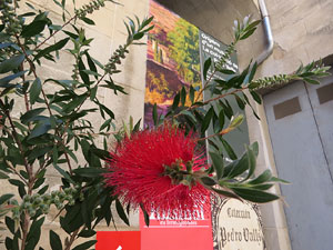 Temps de Flors 2016. Diversos espais al voltant de la Catedral: pati del Museu d'Art, la Font de la Pera, els Jardins de la Francesa, el carrer de Ferran el cat&ograve;lic