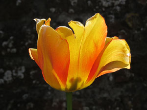Palau de la Berbie, seu del museu Toulouse-Lautrec