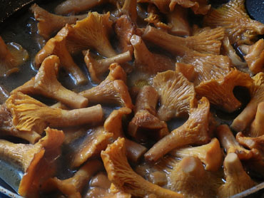 Ofegant els rossinyols