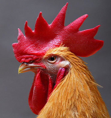 Pollastre