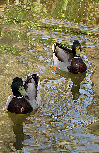 Jardins de la Devesa