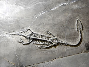 La botiga dels minerals