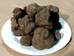 VII Jornades gastronòmiques de la tòfona 2013