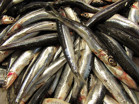 Seitons (Engraulis encrasicolus) frescos