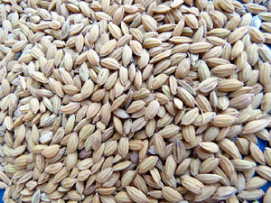 Presentació de les XXIV Jornades Gastronòmiques Pals i la cuina de l'arròs al  Mercat del Lleó