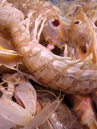 Galera (Squilla mantis)