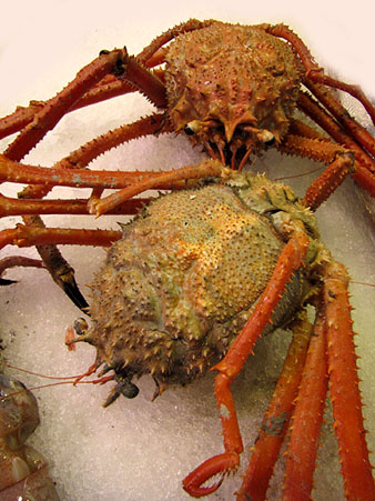 Cabra de mar o cranca (Maja squinado)