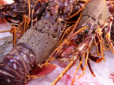 Llagosta de mar (Palinuridae)