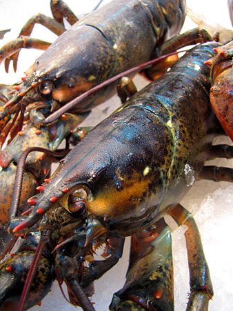 Llamàntol (Homarus gammarus)