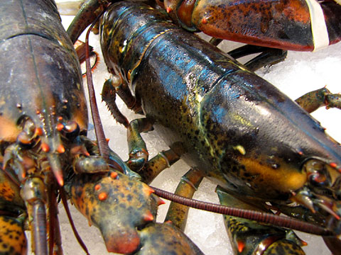 Llamàntol (Homarus gammarus)