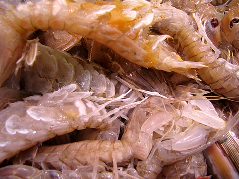 Galera (Squilla mantis)