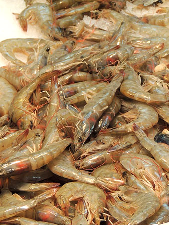 Llagostí (Melicertus kerathurus)