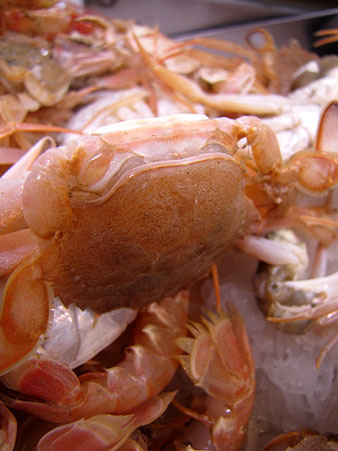 Cranc de platja (Macropipus tuberculatus)