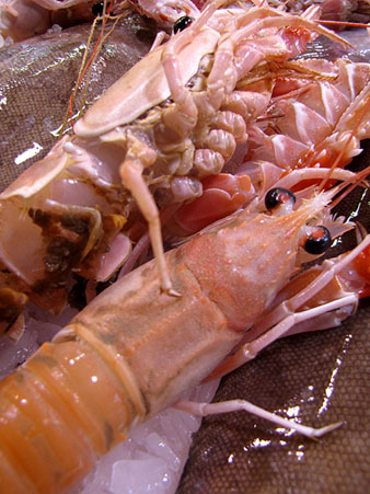 Escamarlaà (Nephrops norvegicus)