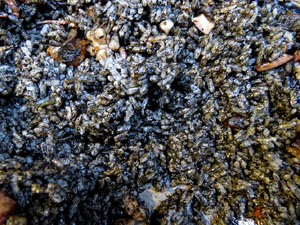 8a Jornada de Cuina al Carrer Cort Reial i 