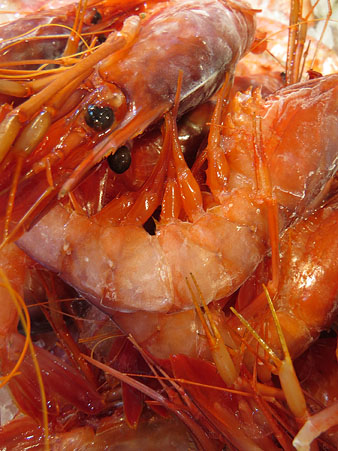 Productes al Fòrum: les gambes de Palamós