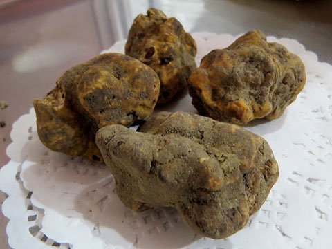 T&ograve;fona blanca del Piemont (Tuber magnatum Pico)